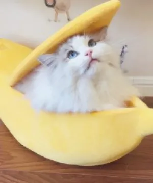 Banana Cat Bed