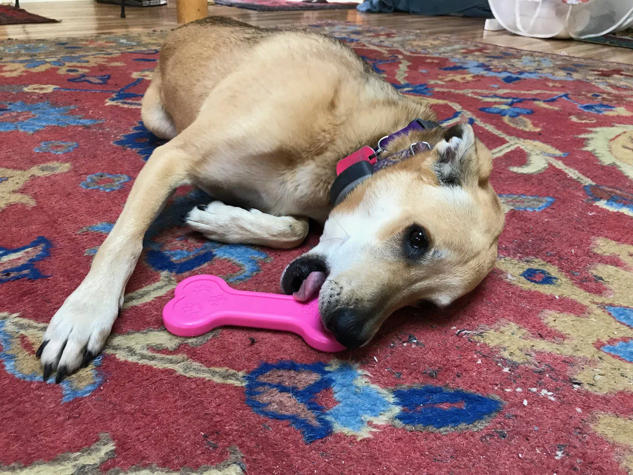 Bone eChew Ultra Durable Nylon Dog Chew Toy