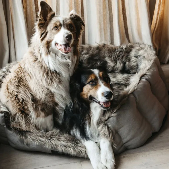 Dog Bed Cave