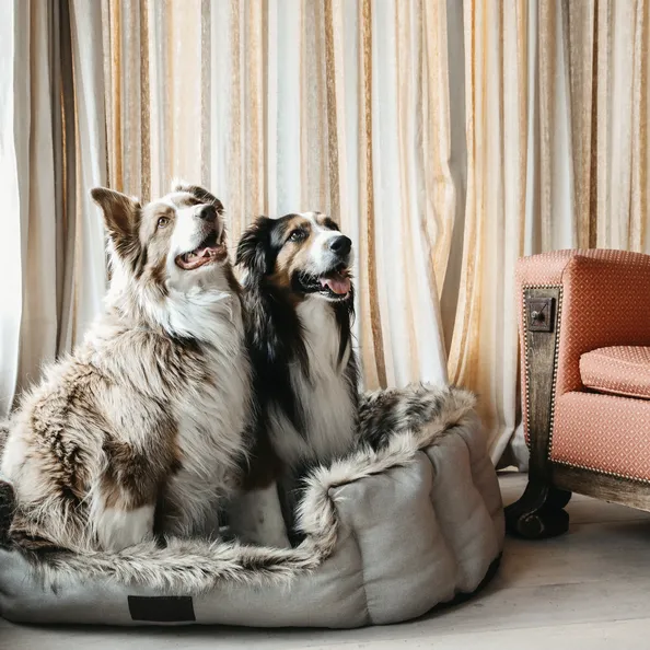Dog Bed Cave