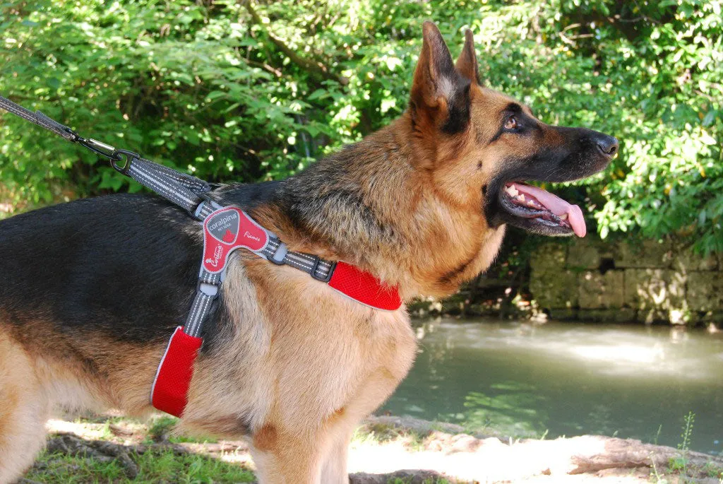DOG HARNESS - FIAMES FOR THE LARGER DOG - BLUE AND PINK AVAILABLE