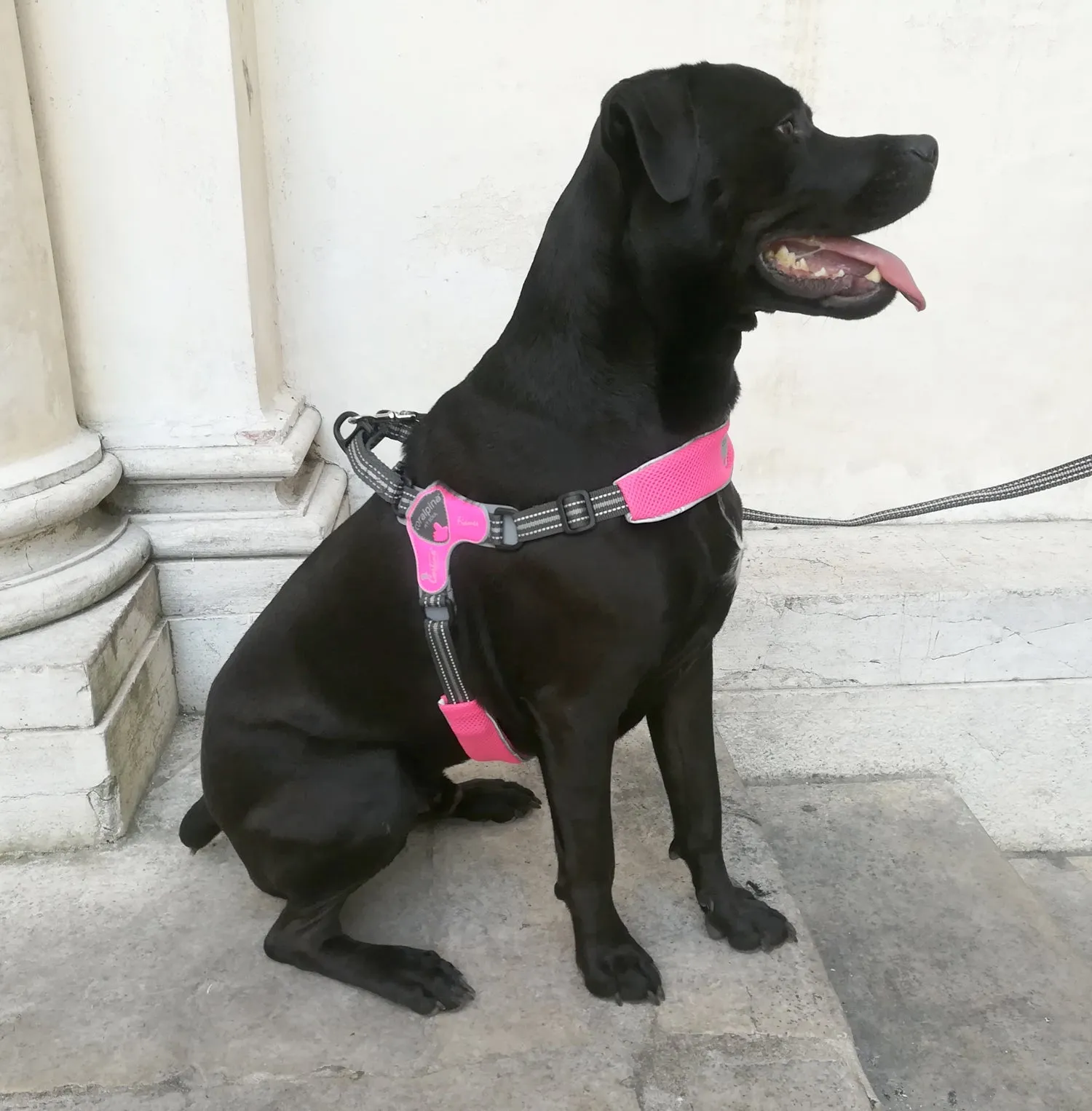 DOG HARNESS - FIAMES FOR THE LARGER DOG - BLUE AND PINK AVAILABLE