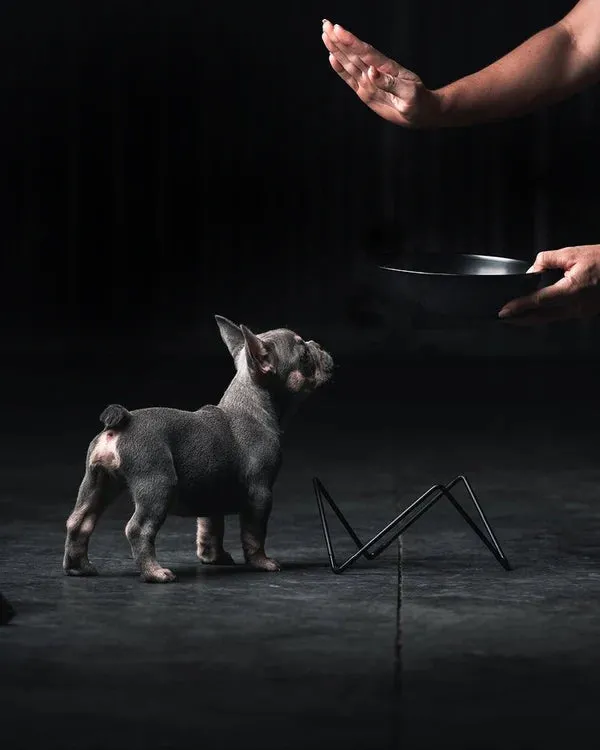 ELEVATED WOOF LUXE BLACK ON BLACK DOG BOWL WITH BLACK STAND - BENDO