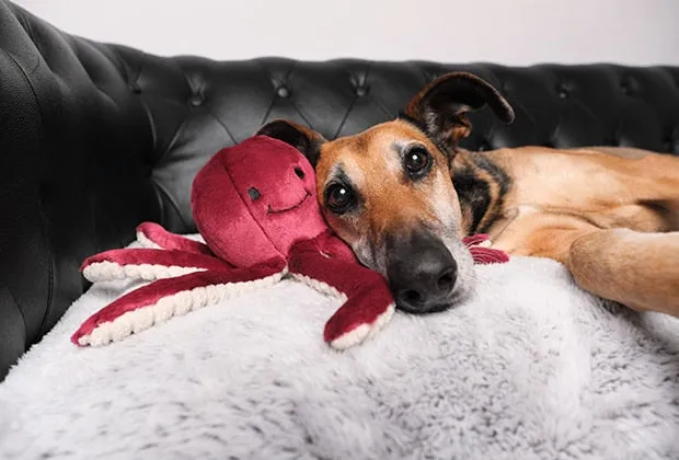 Fluff & Tuff Olympia Octopus Plush Dog Toy