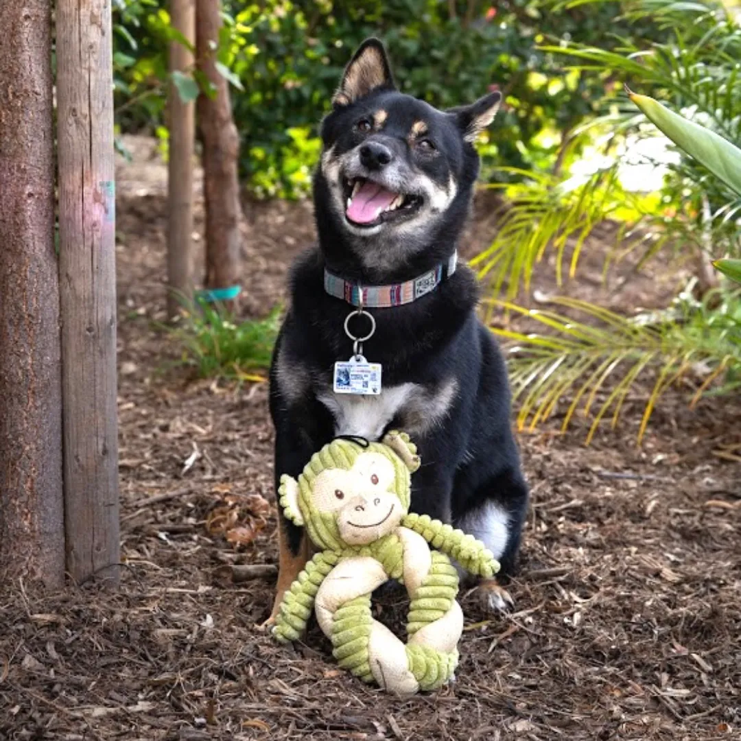 Hemp Monkey Twist Dog Toy, Fun Squeaker in Head, Stimulates Pets Mentally & Physically, Cute Twisted Body with Hemp, Tough Hemp Rope for Chewing & Fetching, Non-Toxic, Cleans Teeth, Variety of Textures, for Pets