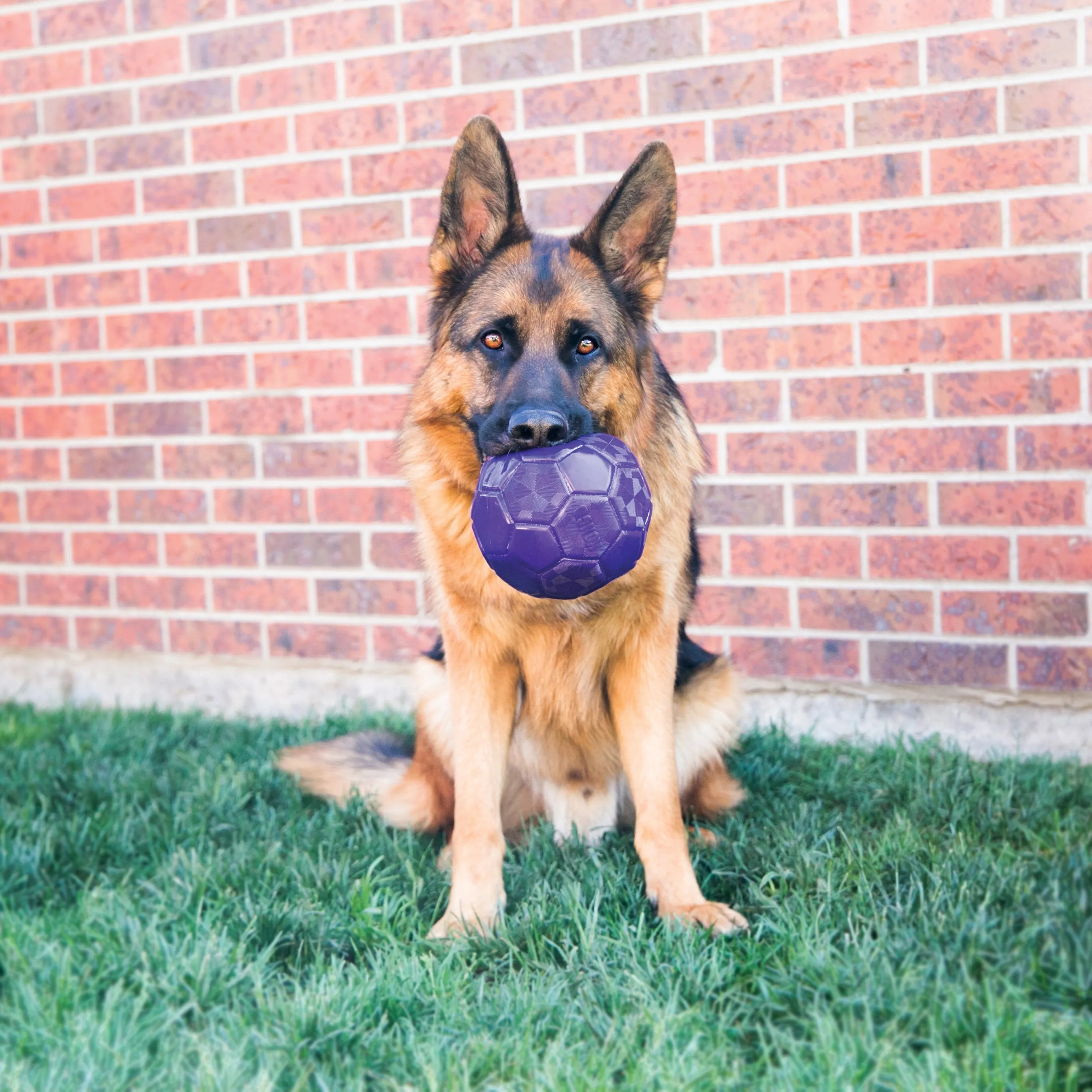 KONG | Durable Dog Ball Toy | Flexball - Medium/Large