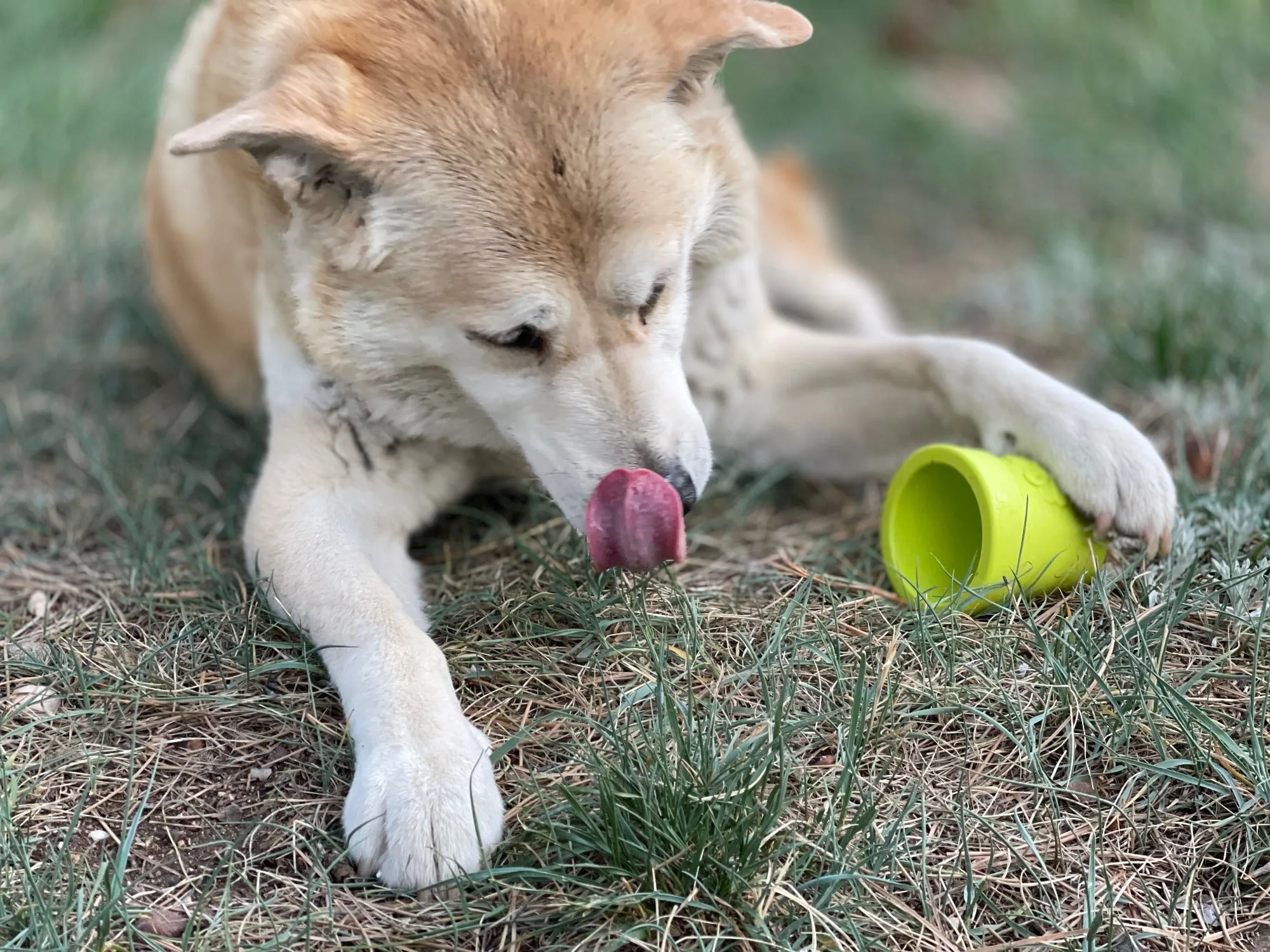 Large Flower Pot Durable PUP-X Rubber eCup Treat Dispenser & Enrichment Toy