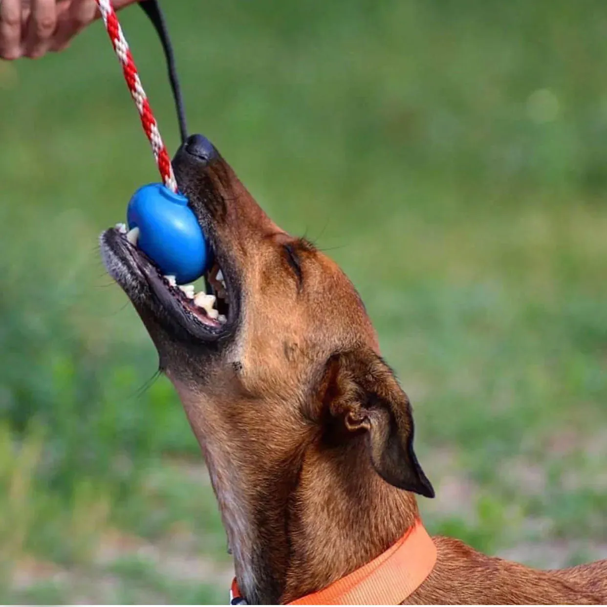 SodaPup USA-K9 Cherry Bomb Chew/Tug Toy