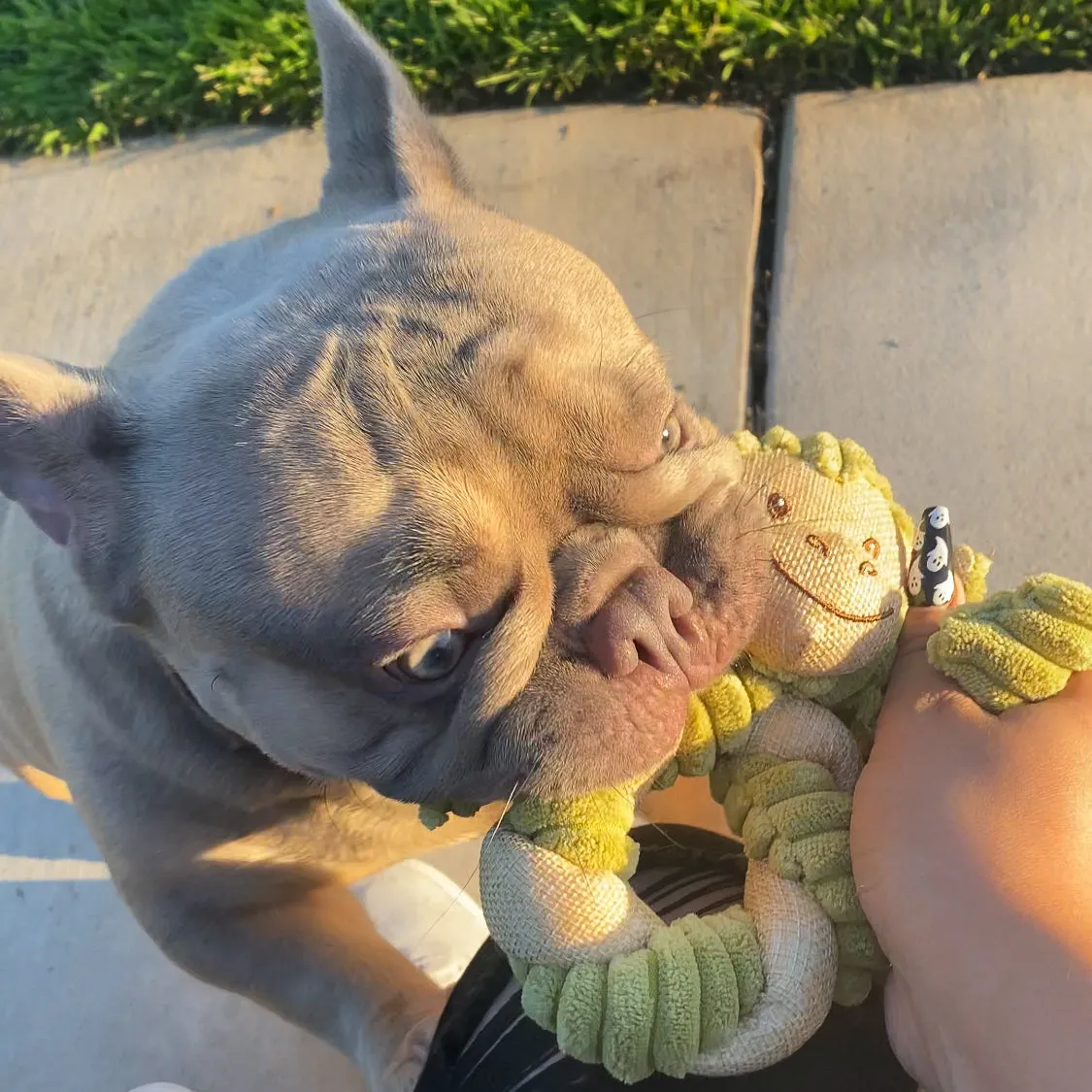 SOLD OUT - Mini Hemp Twist Monkey and Elephant Dog Toys